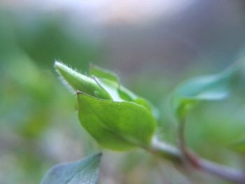 Close-up of succulent plant leaves