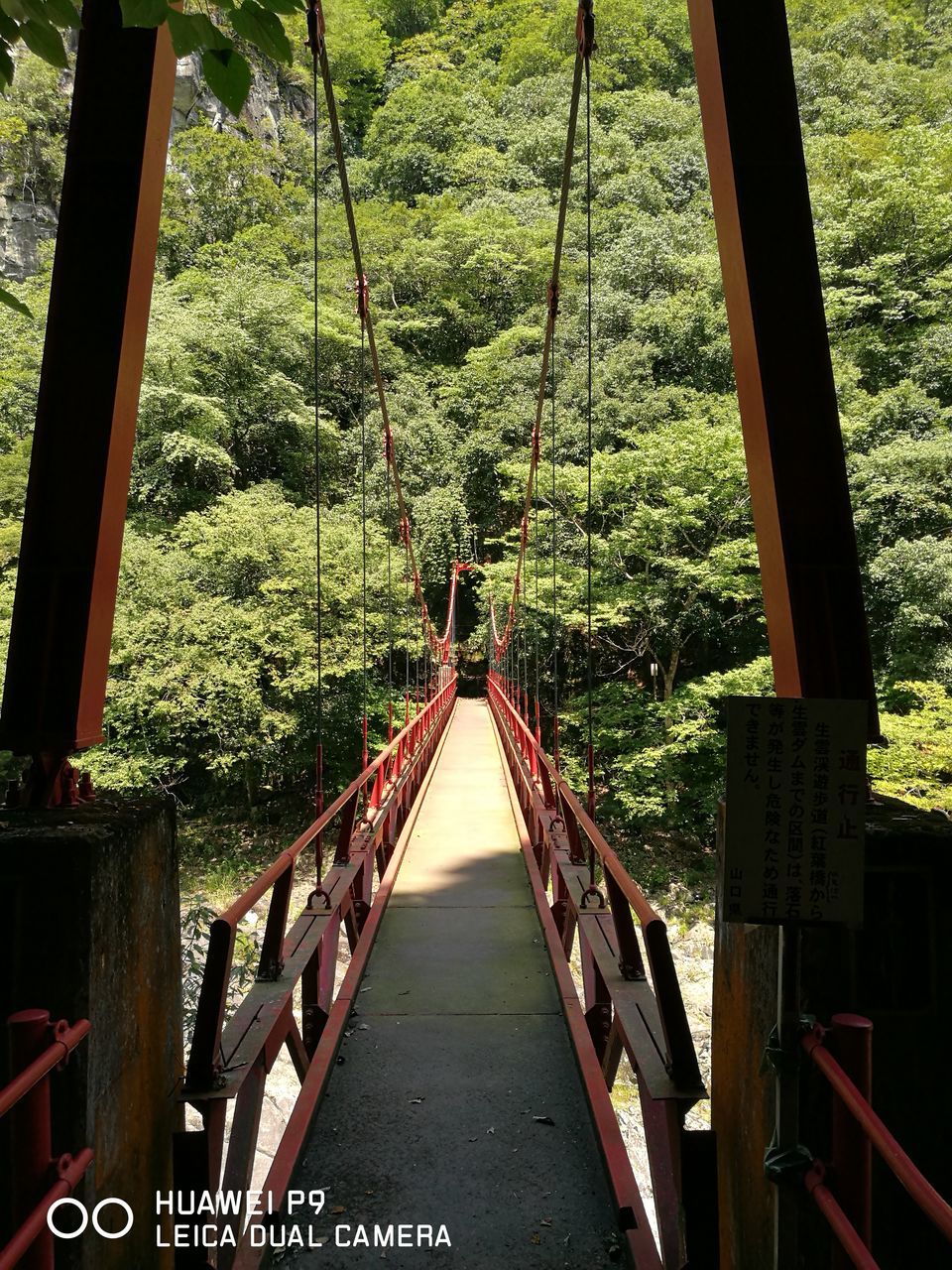 tree, railing, the way forward, architecture, green color, narrow, diminishing perspective, lush foliage, footbridge, growth, day, tranquil scene, bridge, outdoors, green, tranquility, solitude, scenics