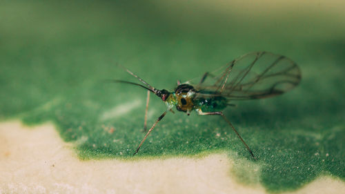 Close-up of insect