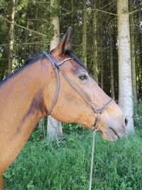 Close-up of horse on field