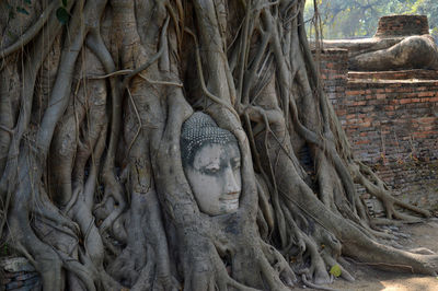 Buddha sculpture in tree trunk