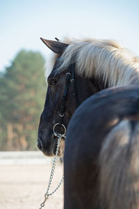 Close-up of a horse