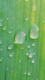 Full frame shot of wet leaves