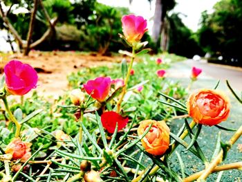 Close-up of flowers growing on plant