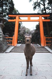 Portrait of dog against trees