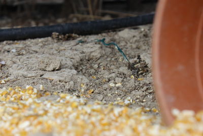 Close-up of sand on beach