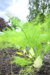 plant