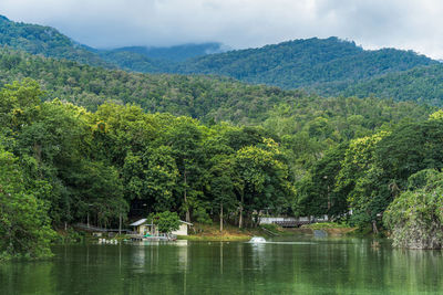 Scenic view of lake in forest