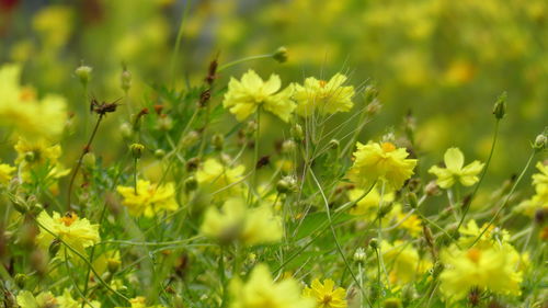 Close-up of flowering plant on field