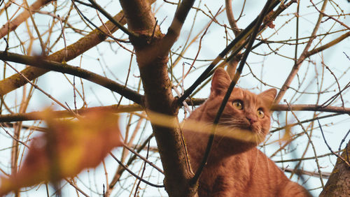 Low angle view of a cat on branch