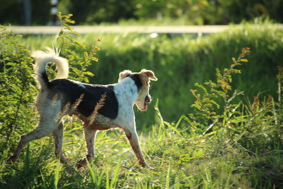 View of a dog walking on field