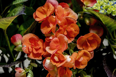 Flowers in a window box