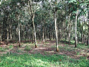 Trees in forest