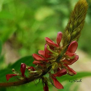 Close up of red flower