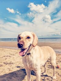 View of dog on beach