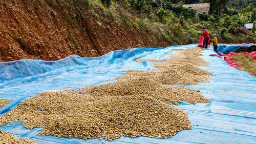 Coffee beans drying on the plantation and small people working at chiang rai, community industry 