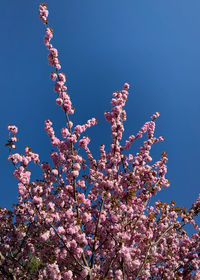 Low angle view of cherry blossom against blue sky