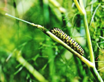 Close-up of insect on plant