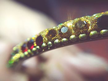 Close up of multi colored flower