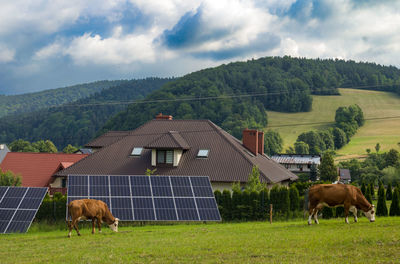 Cows grazing on field against mountain