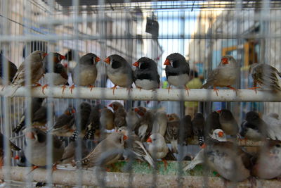 Flock of birds in cage