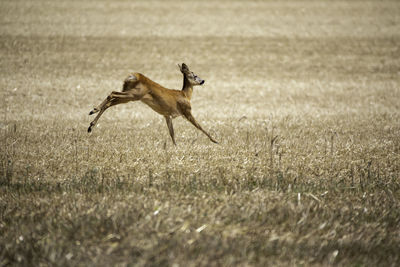 Side view of dog running on field