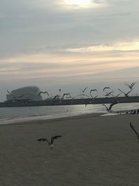 Seagulls flying over beach against sky during sunset