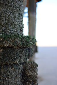 Close-up of tree against sky