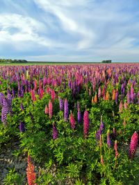 Purple flowering plants on field against sky