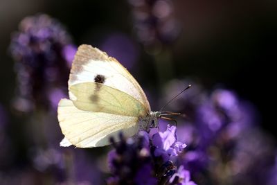 Close-up of butterfly on purple flower