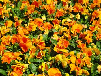 Close-up of orange flowers blooming in field