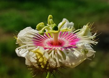 Close-up of white flowering plant