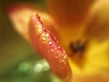 Detail shot of water drops on petal