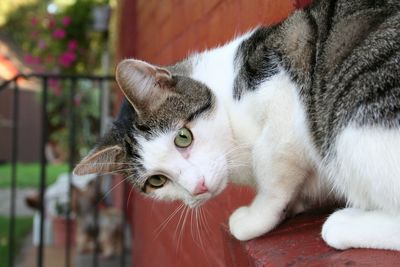 Close-up portrait of cat