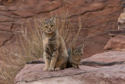 Cats on rock