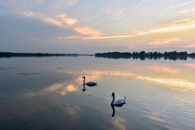 Birds swimming in lake against sky during sunset