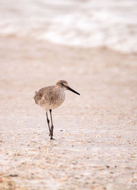 Common snipe shorebird gallinago gallinago forages for food at barefoot beach in bonita springs