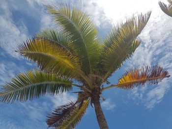 Low angle view of coconut palm tree against sky