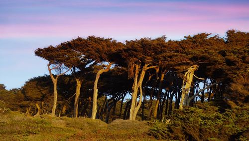 Low angle view of trees in forest against sky