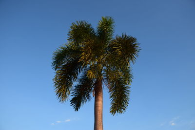 Low angle view of palm tree against clear blue sky