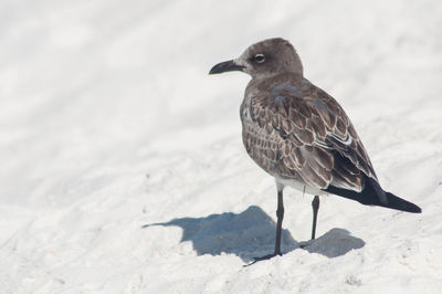 Close-up of bird perching on sand