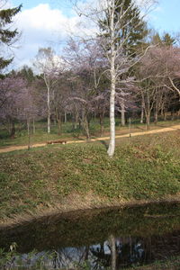 Trees on field by lake against sky