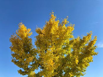 Low angle view of yellow flowering plant against clear blue sky