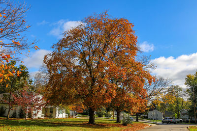 Trees against sky during autumn