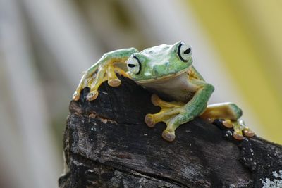 Close-up of frog on wood