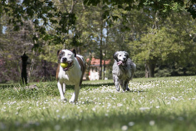 Portrait of dog running in park