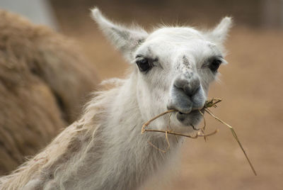 Close-up of an animal