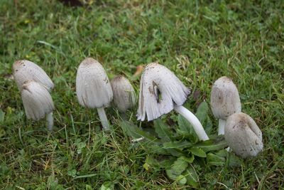 High angle view of mushrooms growing on field