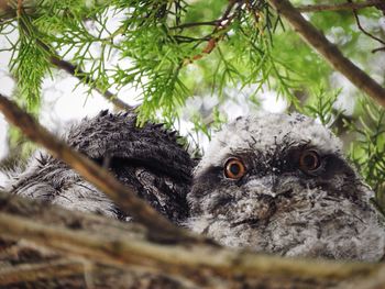 Close-up portrait of owl amidst trees