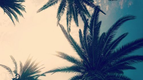 Low angle view of palm tree against sky